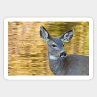 Seasonal Deer Sticker